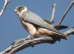 Australian Hobby - Falco longipennis